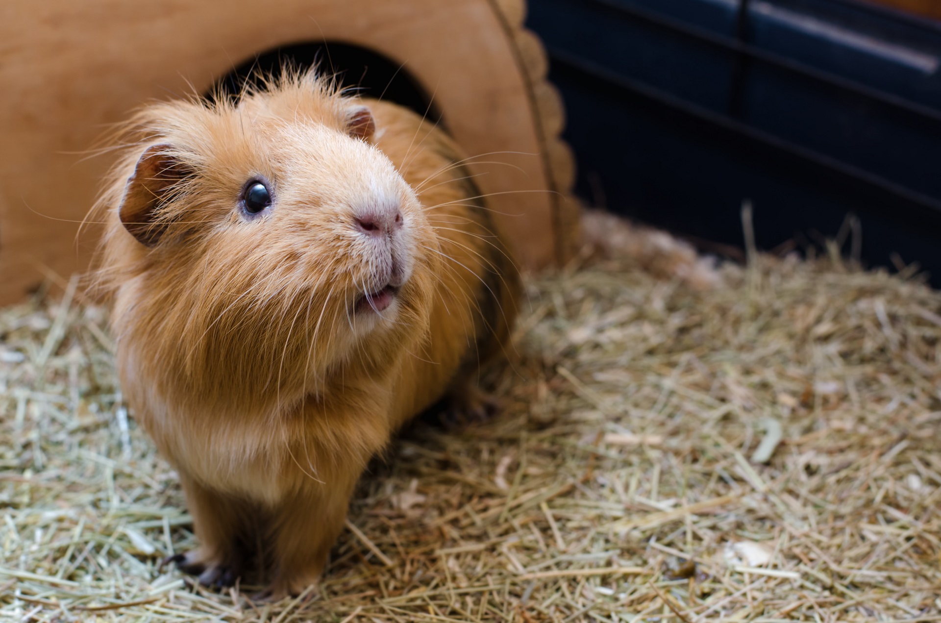 how much money are guinea pigs