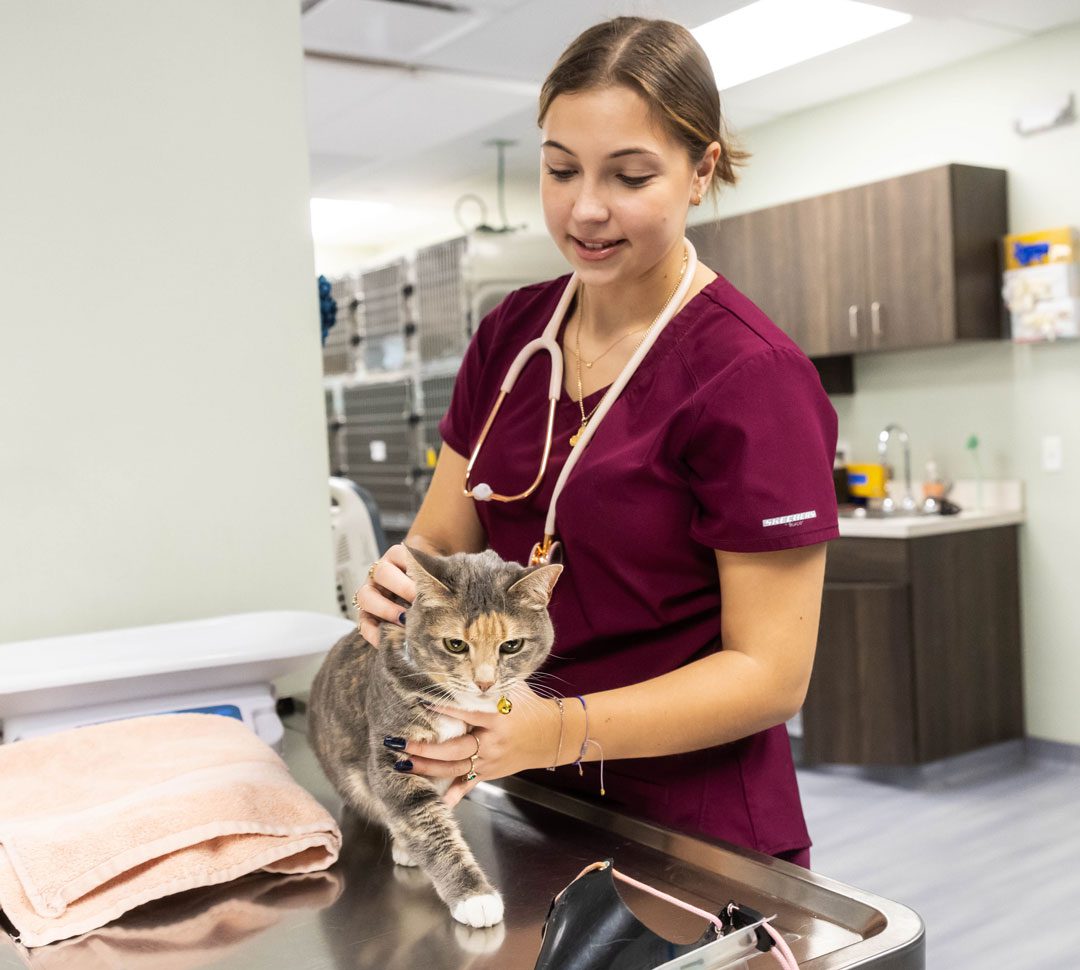 Cat On Veterinary Exam Table Cat On Veterinary Exam Table