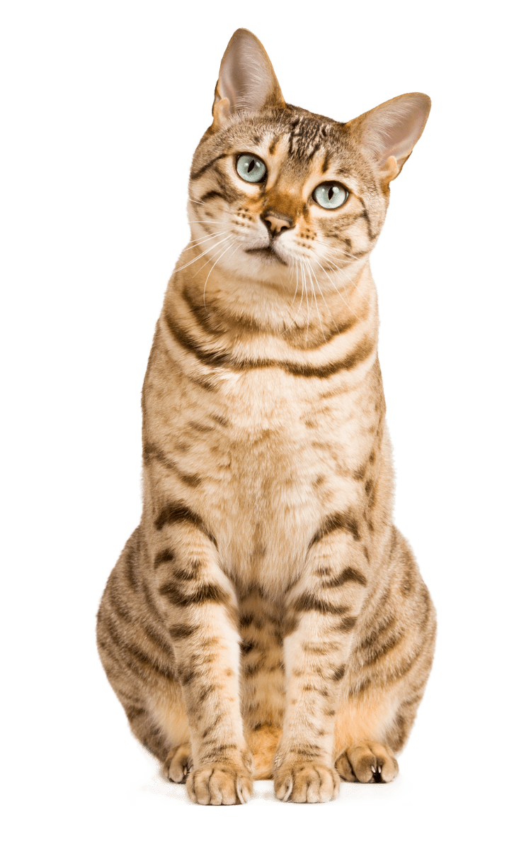 brown tabby cat sitting with head tilted to the right