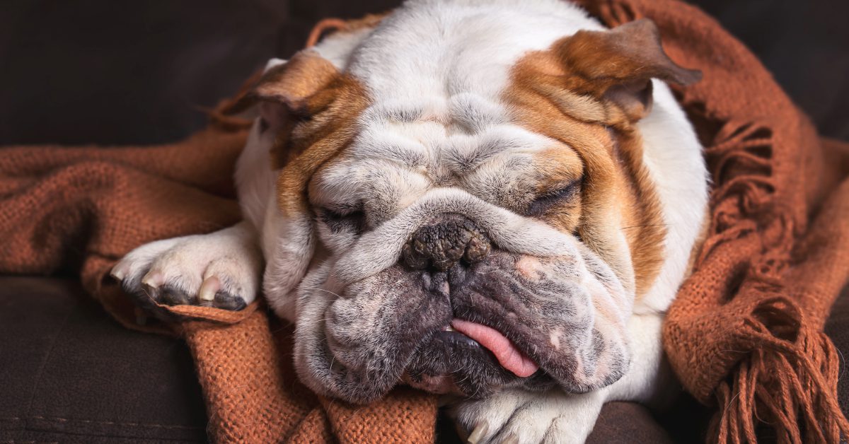 brown and white english bulldog laying down wrapped in blanket
