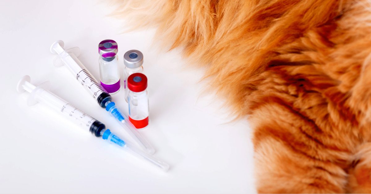 long-haired orange tabby cat laying next to vaccine vials and a syringe