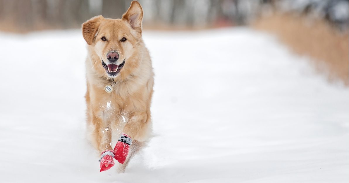 yellow dog running through the snow wearing booties