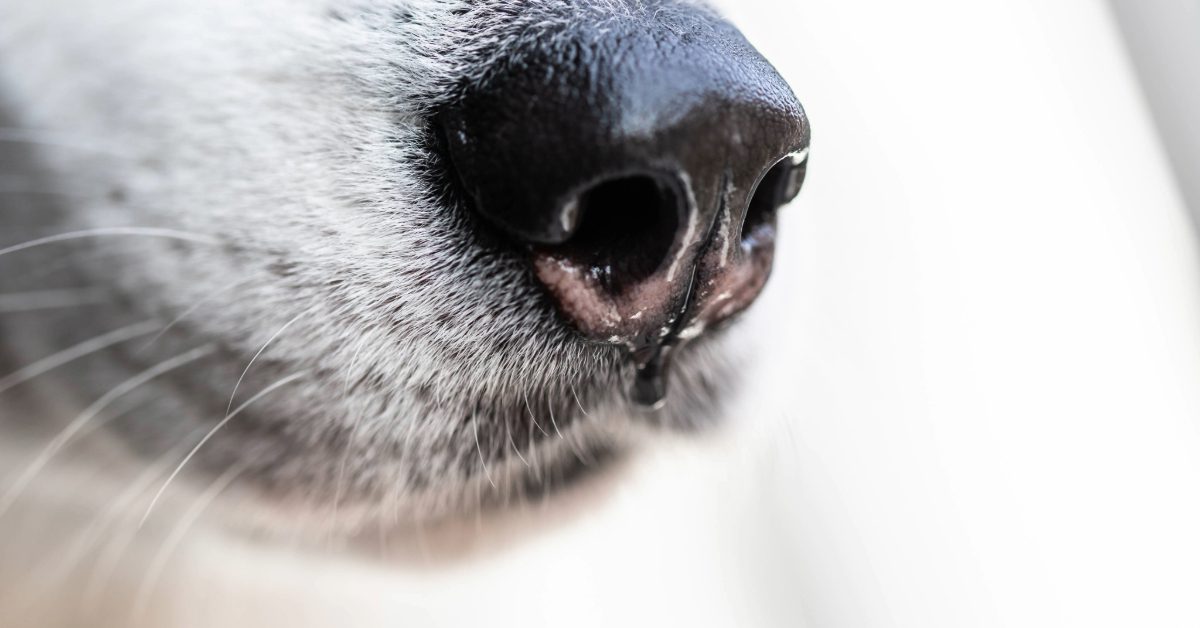 close up image of a white dog's nose dripping