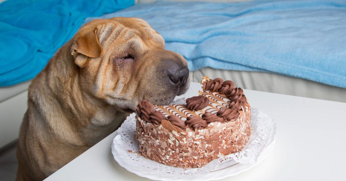 shar pei dog sniffing chocolate cake
